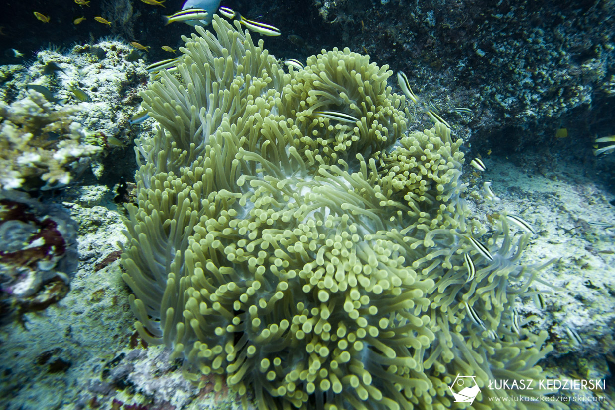 nurkowanie na malediwach thulusdhoo diving