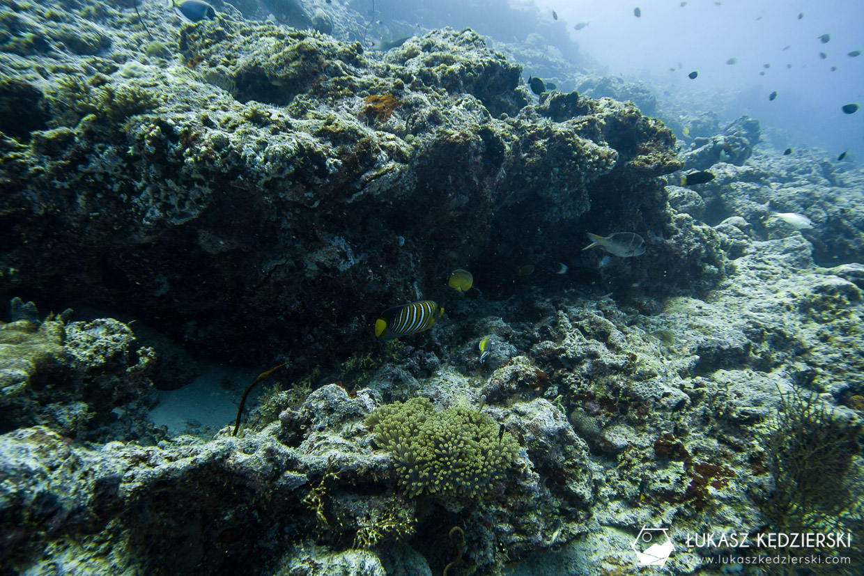 nurkowanie na malediwach thulusdhoo diving