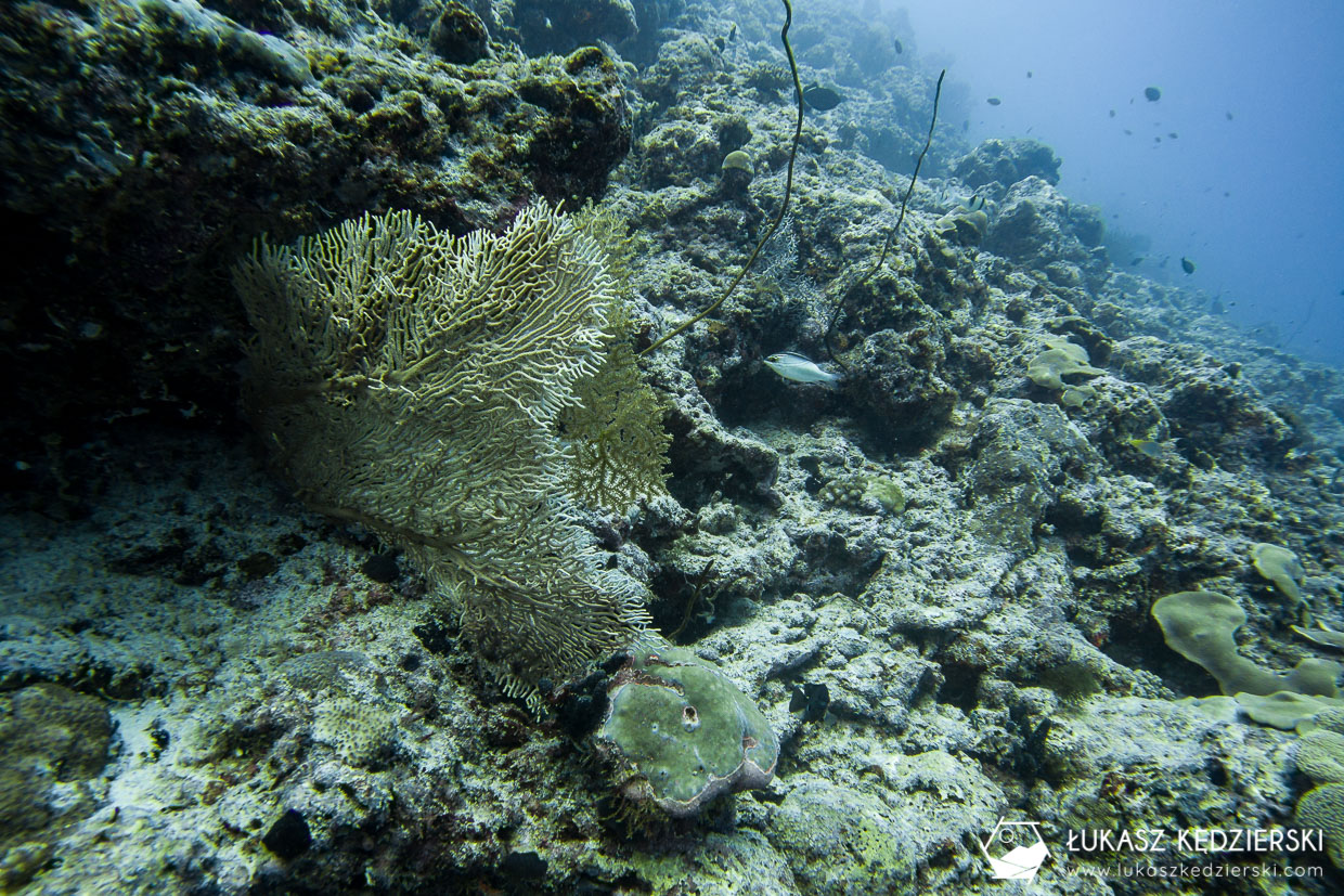 nurkowanie na malediwach thulusdhoo diving