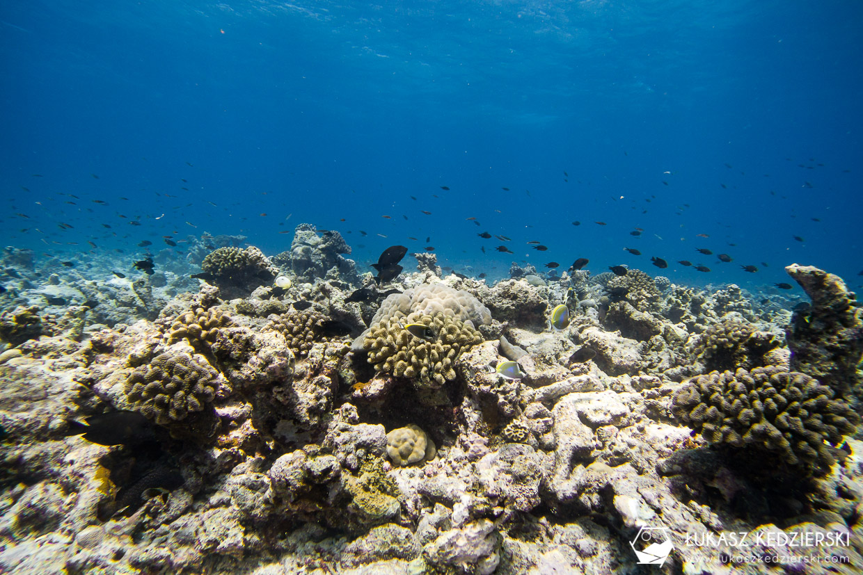 nurkowanie na malediwach thulusdhoo diving