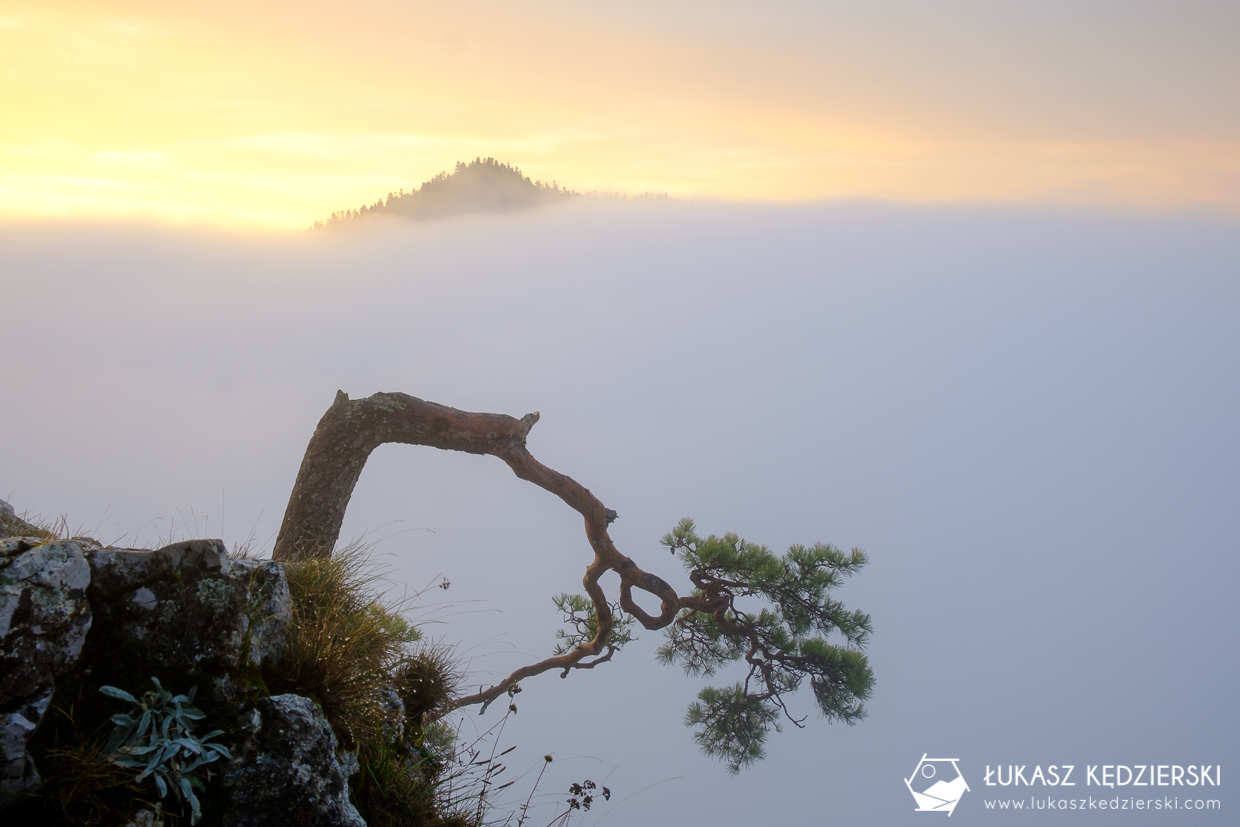 pieniny sokolica wschód słońca wschód słońca z sokolicy pienińska sosna