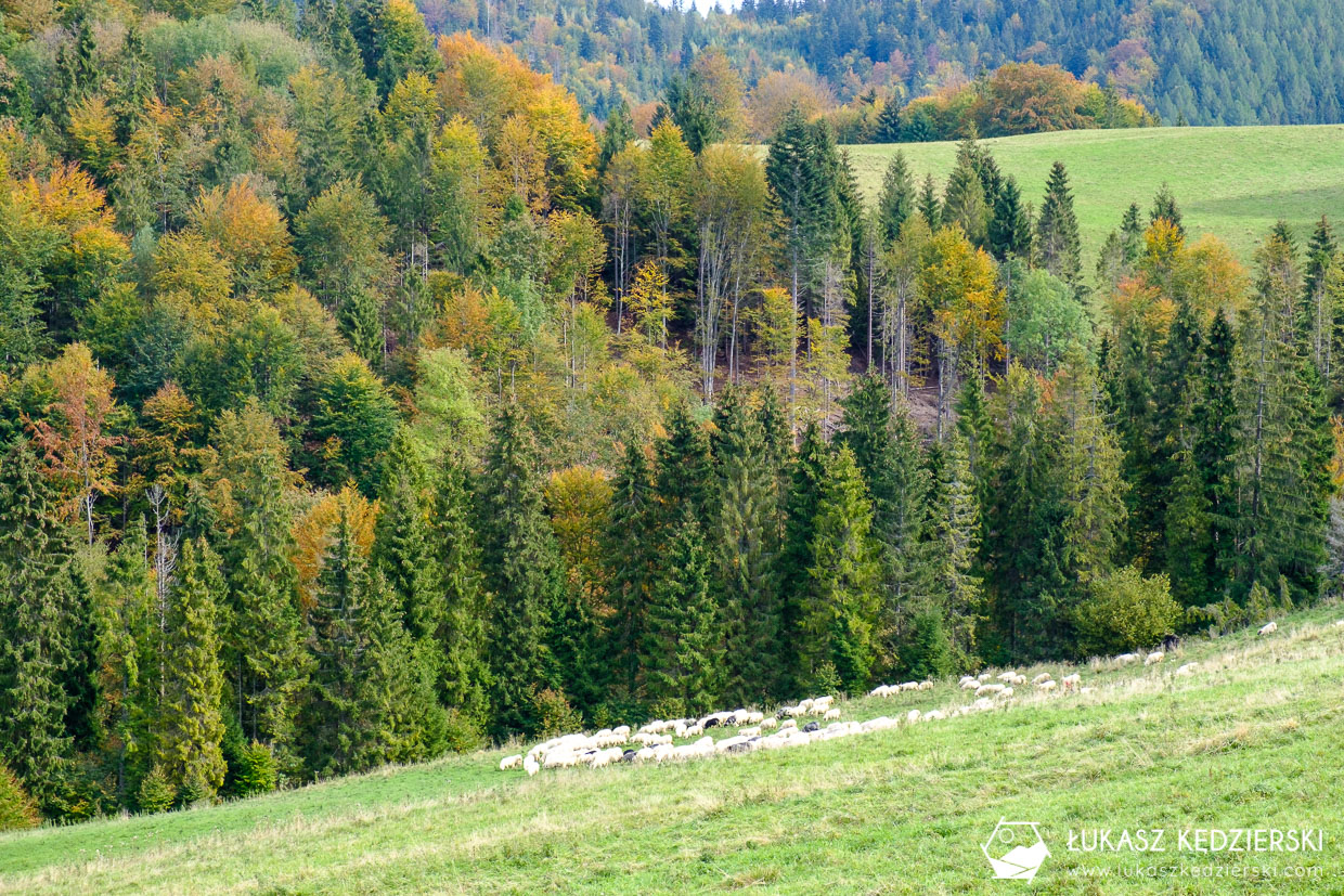 pieniny wysoka szlak wysokie skałki kgp korona gór polski