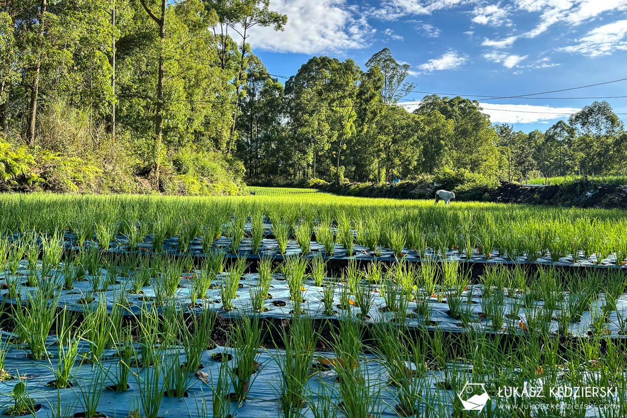 wschód słońca na wulkanie Batur, bali mount batur sunrise indonezja