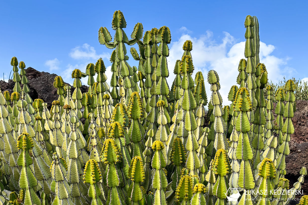 lanzarote jardin de cactus wyspy kanaryjskie ogród kaktus
