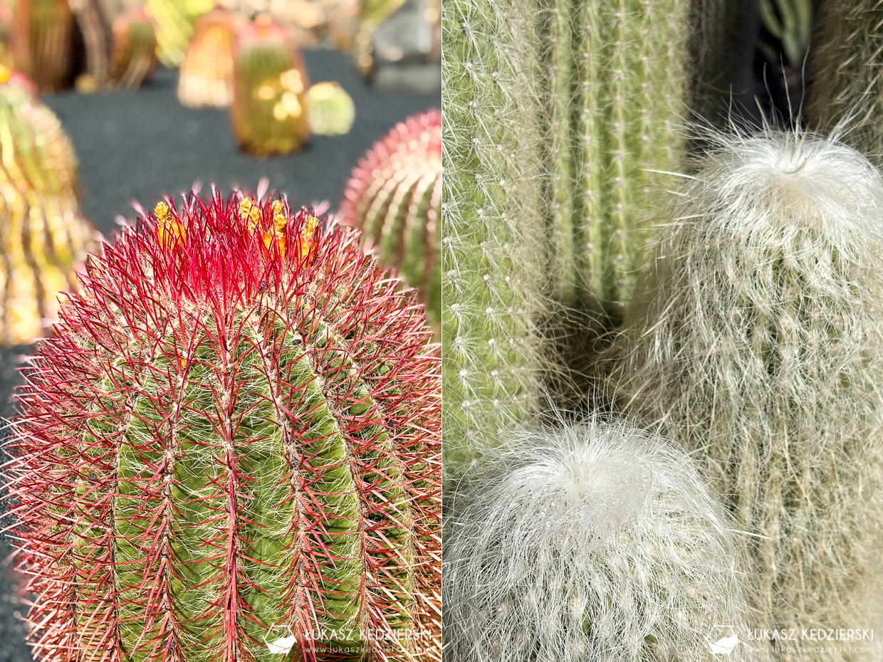 lanzarote jardin de cactus wyspy kanaryjskie ogród kaktus