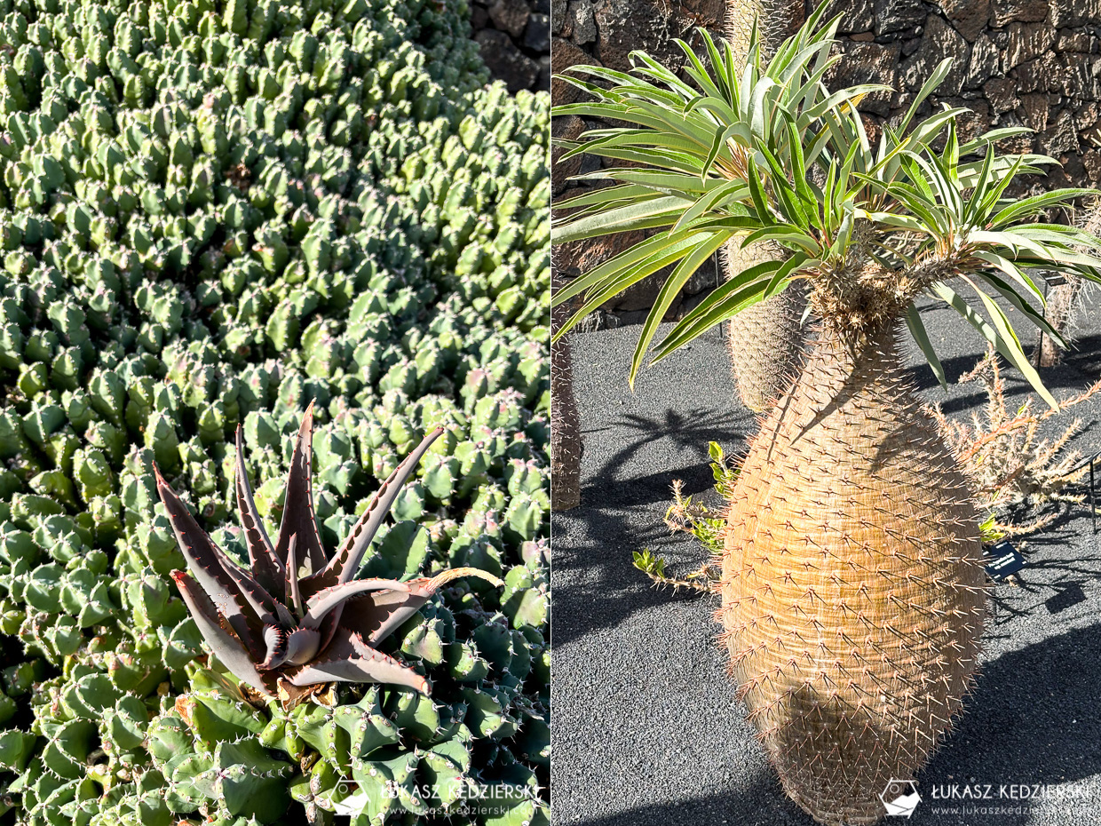 lanzarote jardin de cactus wyspy kanaryjskie ogród kaktus
