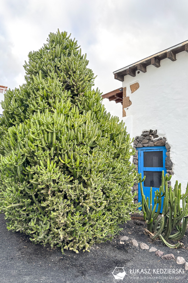 lanzarote wyspy kanaryjskie arrieta