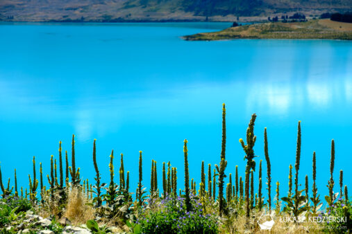 nowa zelandia lake tekapo mt john walkway