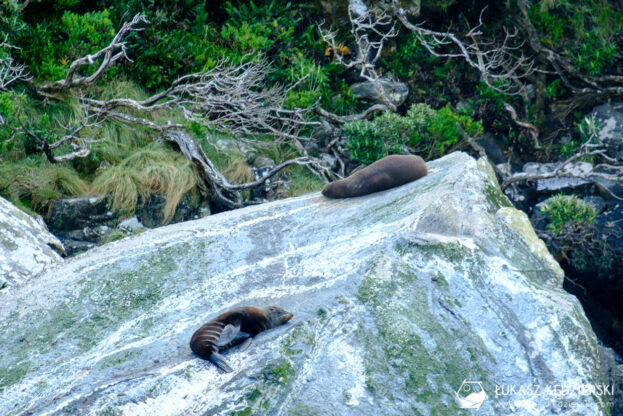 podróż do nowej zelandii milford sound rejs