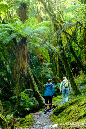 nowa zelandia podróż do nowej zelandii lodowiec franz josef glacier szlak Roberts Track View Platform