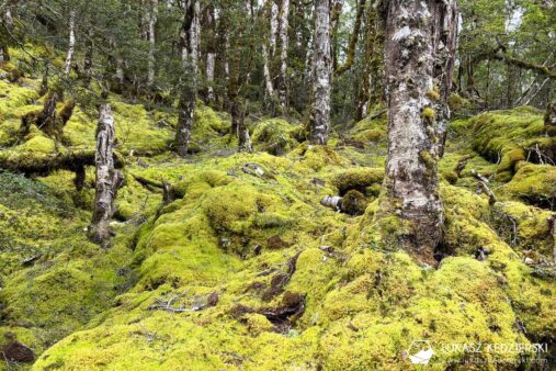 nowa zelandia podróż do nowej zelandii haast pass przełęcz haast