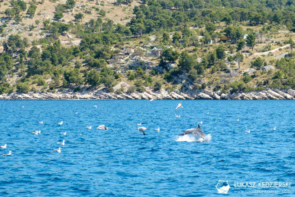 chorwacja more sailing katamaran żeglowanie
