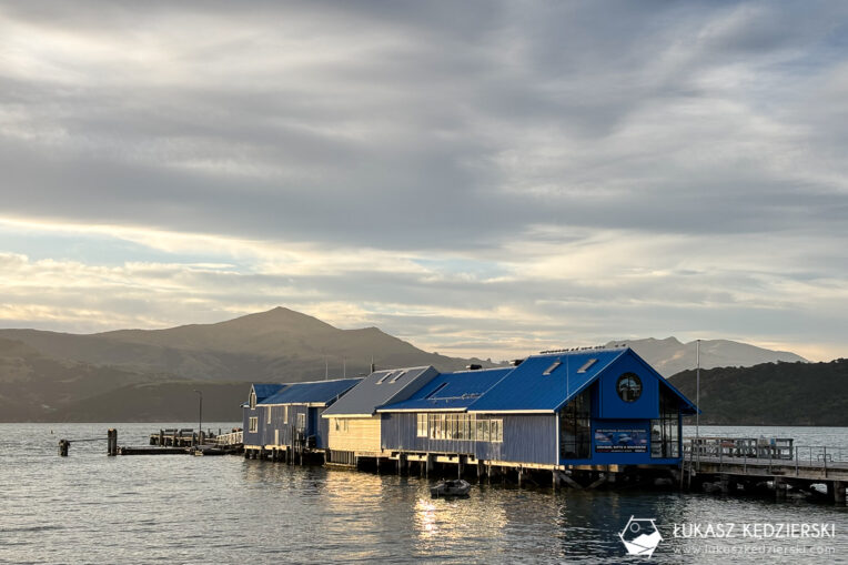 nowa zelandia akaroa podróż do nowej zelandii