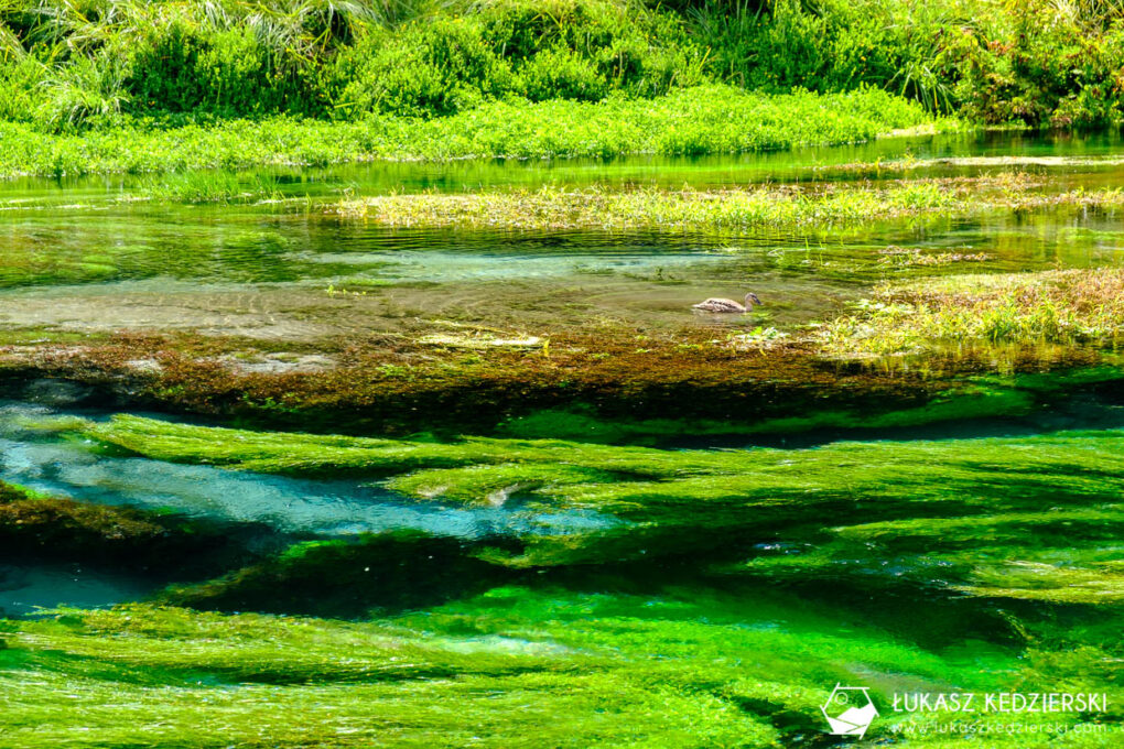 podróż do nowej zelandii blue spring