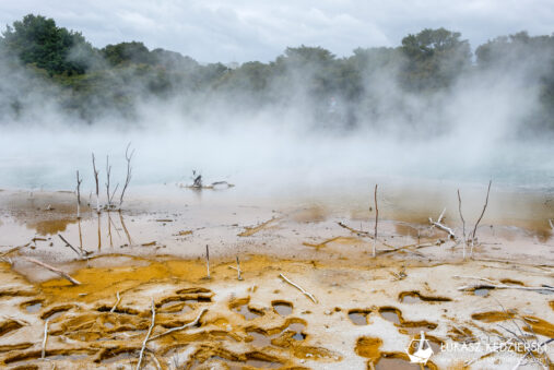 podróż do nowej zelandii nowa zelandia rotorua kairau park